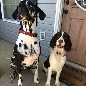 Meet your Posher, Morgan